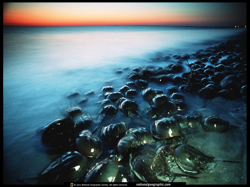 [National Geographic] Horseshoe Crab (투구게); DISPLAY FULL IMAGE.