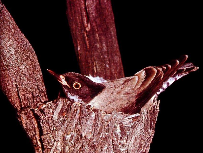 Black-capped Treerunner {!--호주산 조류-->; DISPLAY FULL IMAGE.