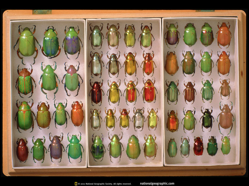 [National Geographic] Jewel Scarab Speciemen (보석풍뎅이 표본); DISPLAY FULL IMAGE.