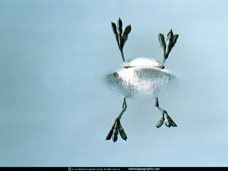 [National Geographic] Red Phalarope (붉은배지느러미발도요, 북극); DISPLAY FULL IMAGE.