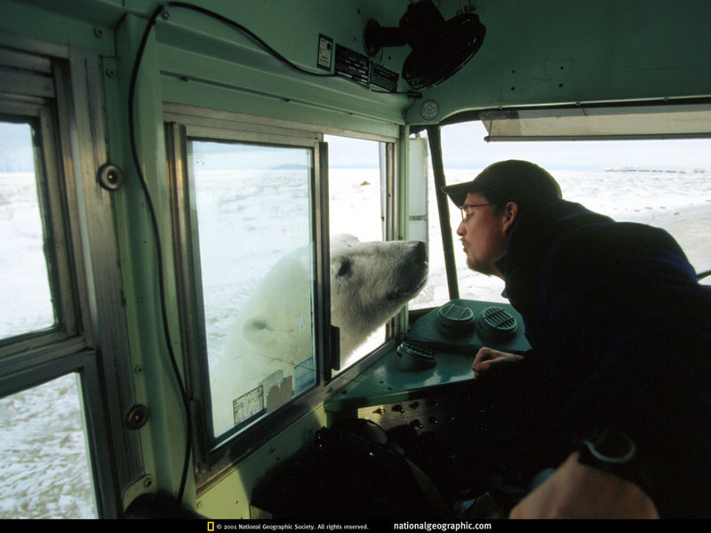 [National Geographic] Polar Bear (북극곰); DISPLAY FULL IMAGE.