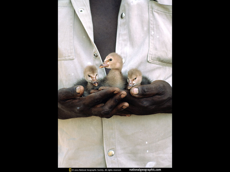 [National Geographic] Magpie Goose goslings (까치기러기 병아리); DISPLAY FULL IMAGE.