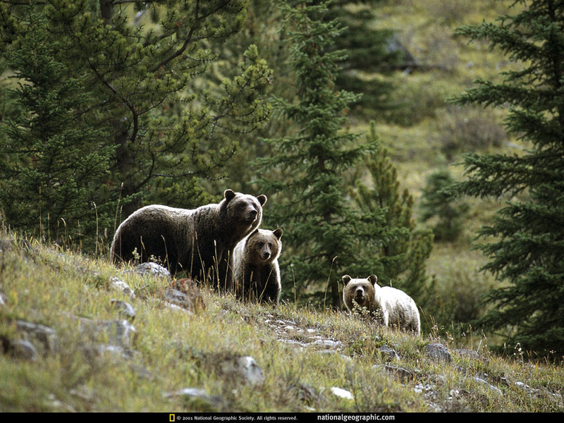 [National Geographic] Grizzly Bear (회색곰); DISPLAY FULL IMAGE.