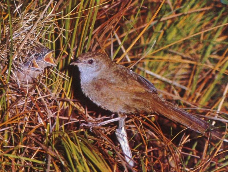 Eastern Bristlebird (Dasyornis brachypterus) {!--동부강모조(東部剛毛鳥)/호주-->; DISPLAY FULL IMAGE.