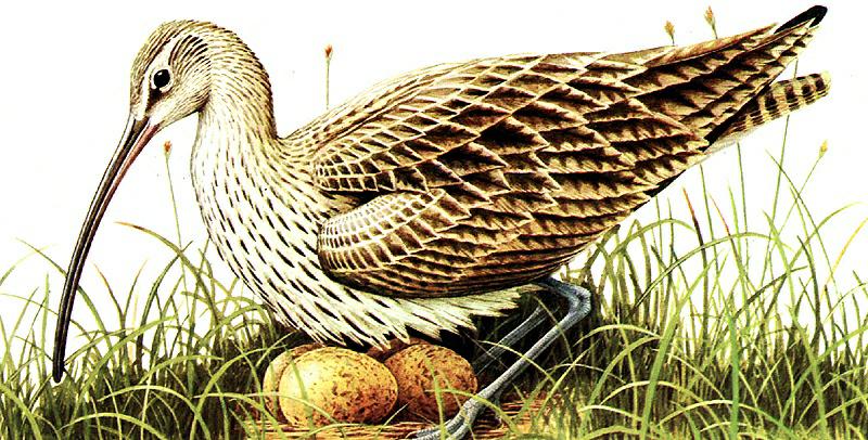 Curlew (Numenius sp.) {!--마도요류-->; DISPLAY FULL IMAGE.