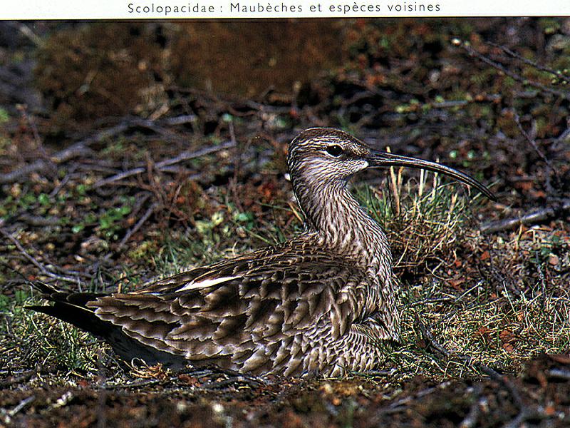 Curlew (Numenius sp.) {!--마도요류-->; DISPLAY FULL IMAGE.