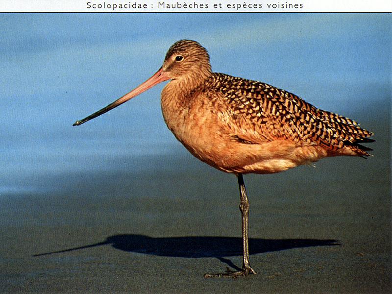 Marbled Godwit (Limosa fedoa) {!--미국알락도요-->; DISPLAY FULL IMAGE.