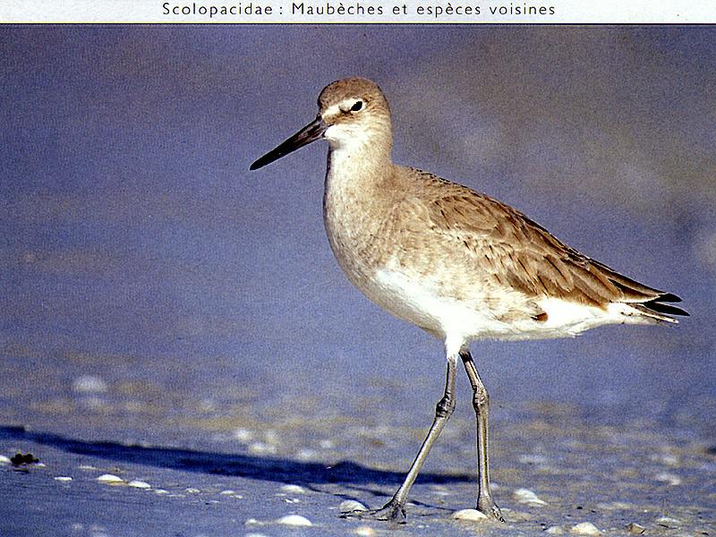 Sandpiper (Scolopacidae) {!--도요새-->; DISPLAY FULL IMAGE.