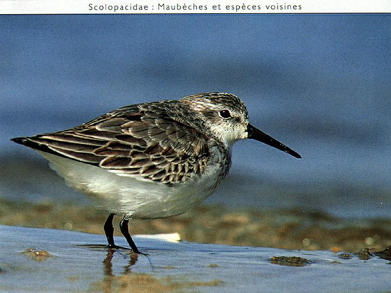 Sandpiper (Scolopacidae) {!--도요새-->; DISPLAY FULL IMAGE.