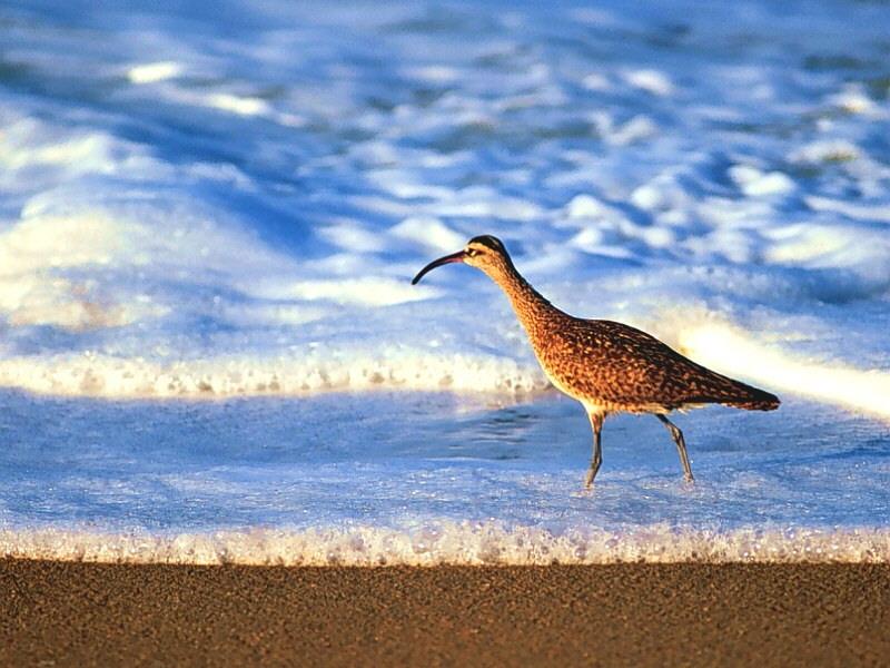 Sandpiper (Scolopacidae) {!--도요새-->; DISPLAY FULL IMAGE.