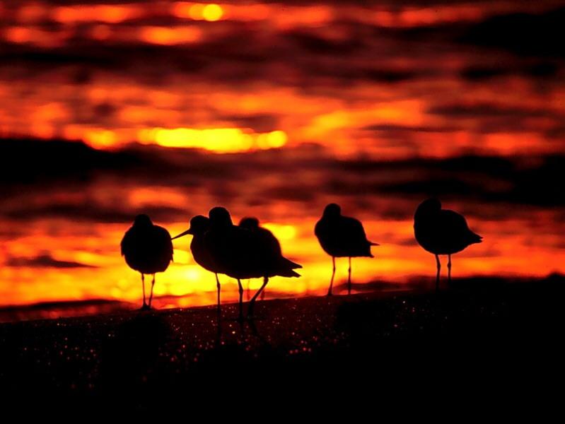 Sandpiper (Scolopacidae) {!--도요새-->; DISPLAY FULL IMAGE.