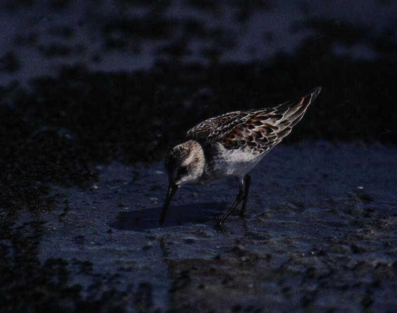 Sandpiper (Scolopacidae) {!--도요새-->; DISPLAY FULL IMAGE.