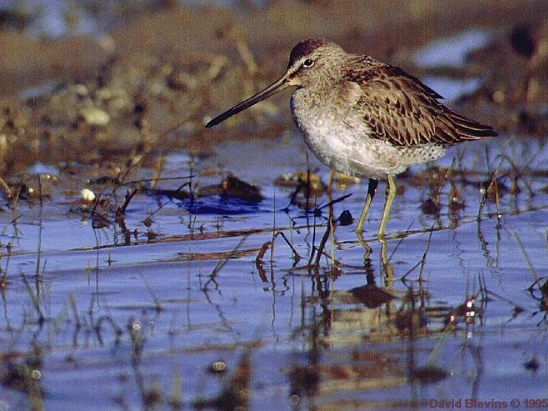 Short-billed Dowitcher (Limnodromus griseus) {!--짧은부리도요-->; DISPLAY FULL IMAGE.