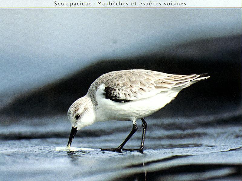 Sanderling (Calidris alba) {!--세가락도요-->; DISPLAY FULL IMAGE.