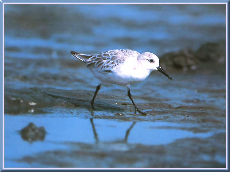 Sanderling (Calidris alba) {!--세가락도요-->; DISPLAY FULL IMAGE.