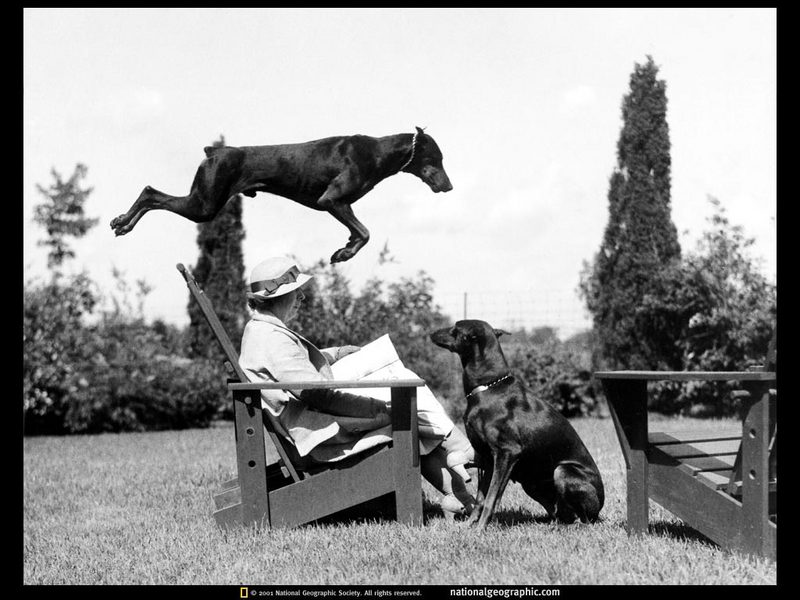 [National Geographic] Doberman Pinscher (도베르만 핀셔); DISPLAY FULL IMAGE.