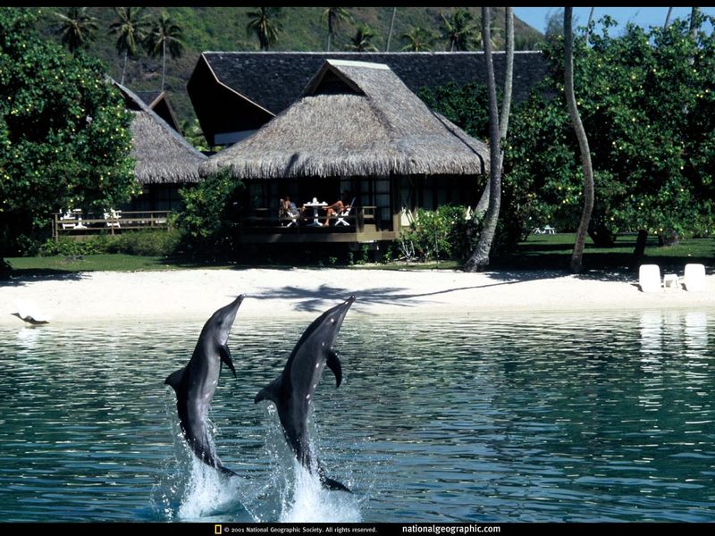 [National Geographic] Dolphin Jumping (돌고래); DISPLAY FULL IMAGE.