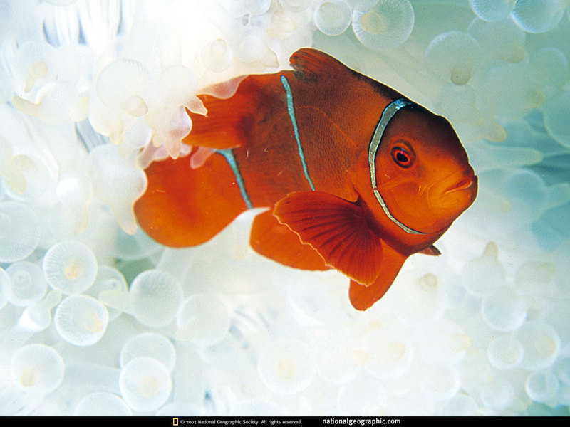 [National Geographic] Maroon Clownfish (붉은말미잘고기); DISPLAY FULL IMAGE.