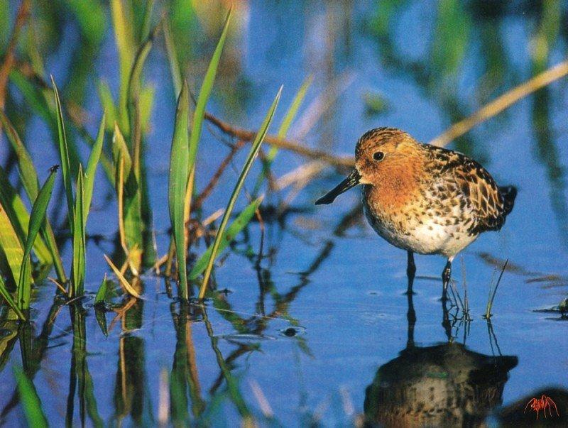 Spoonbill Sandpiper (Eurynorhynchus pygmeus) {!--넓적부리도요-->; DISPLAY FULL IMAGE.