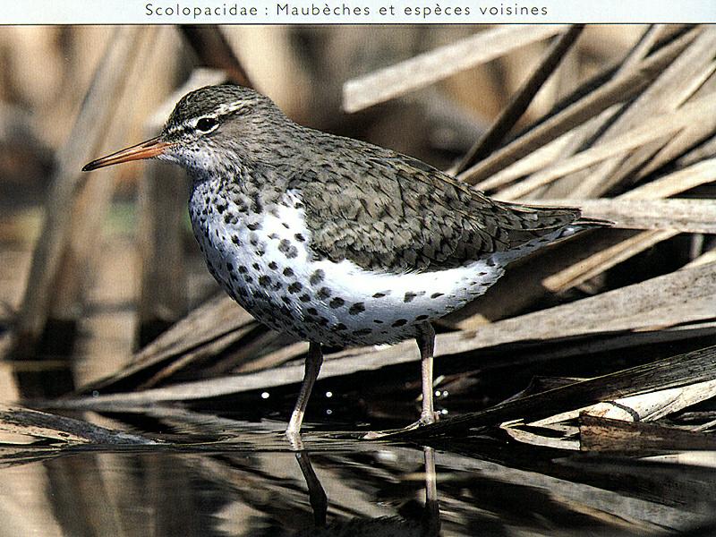 Spotted Sandpiper (Actitis macularia) {!--점박이도요-->; DISPLAY FULL IMAGE.