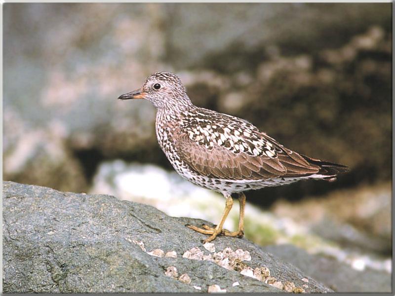 Surfbird (Aphriza virgata) {!--바다거품도요-->; DISPLAY FULL IMAGE.