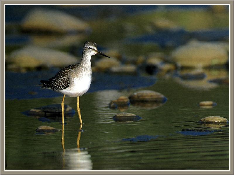 Lesser Yellowlegs (Tringa flavipes) {!--작은노랑발도요-->; DISPLAY FULL IMAGE.