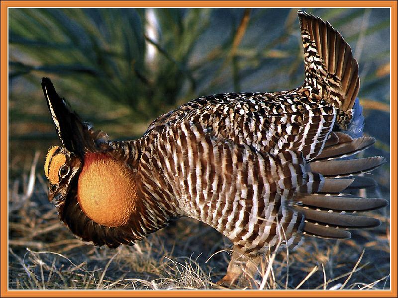 Greater Prairie-Chicken (Tympanuchus cupido) {!--큰초원뇌조-->; DISPLAY FULL IMAGE.