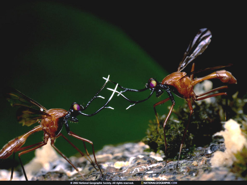 [National Geographic Wallpaper] Antlered Fly (사슴뿔파리); DISPLAY FULL IMAGE.