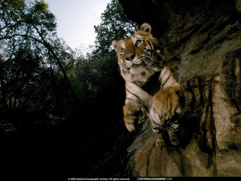 [National Geographic Wallpaper] Bengal Tiger (벵골호랑이); DISPLAY FULL IMAGE.