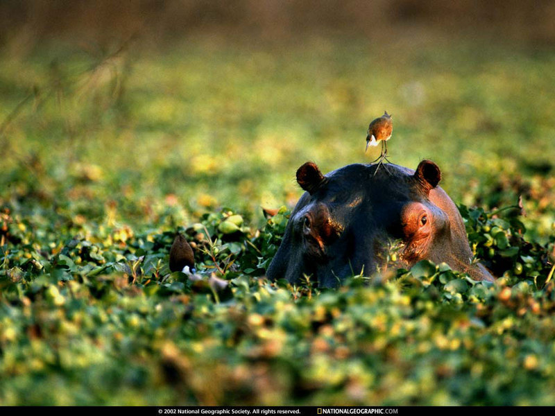 [National Geographic Wallpaper] African Jacana (아프리카연각), Hippo (하마); DISPLAY FULL IMAGE.