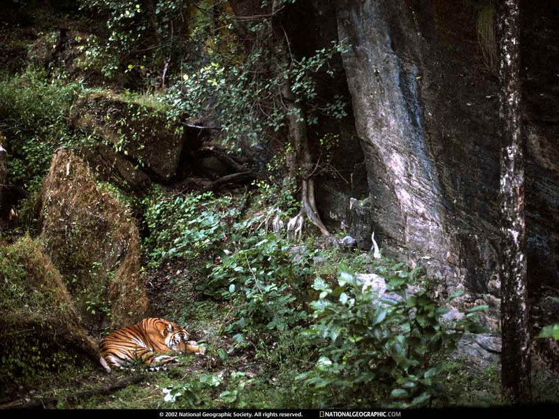 [National Geographic Wallpaper] Bengal Tiger (벵골호랑이); DISPLAY FULL IMAGE.