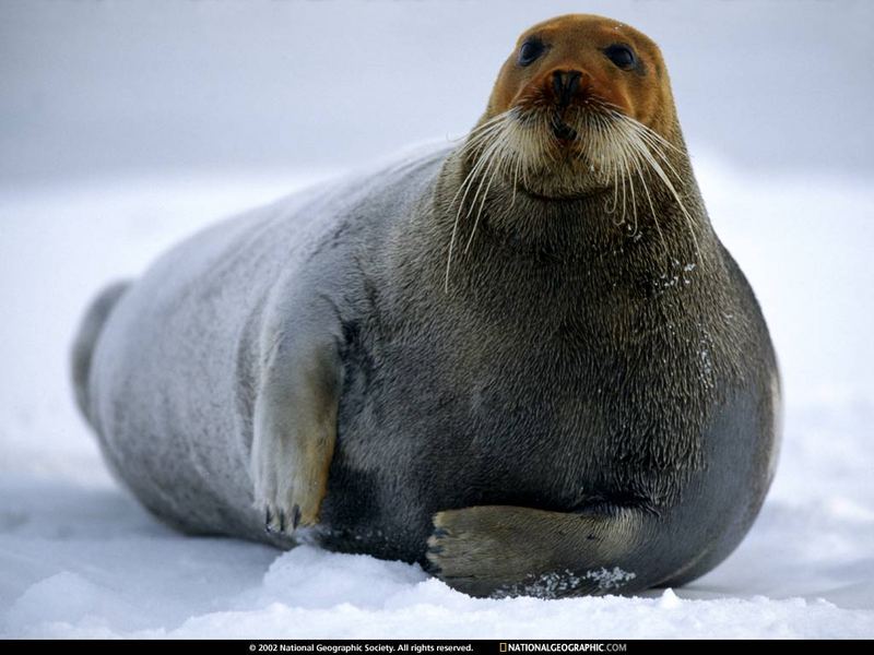 [National Geographic Wallpaper] Bearded Seal (콧수염물범); DISPLAY FULL IMAGE.