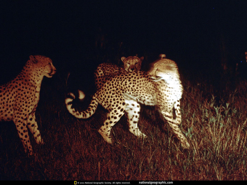 [National Geographic Wallpaper] Cheetah family (치타 가족); DISPLAY FULL IMAGE.