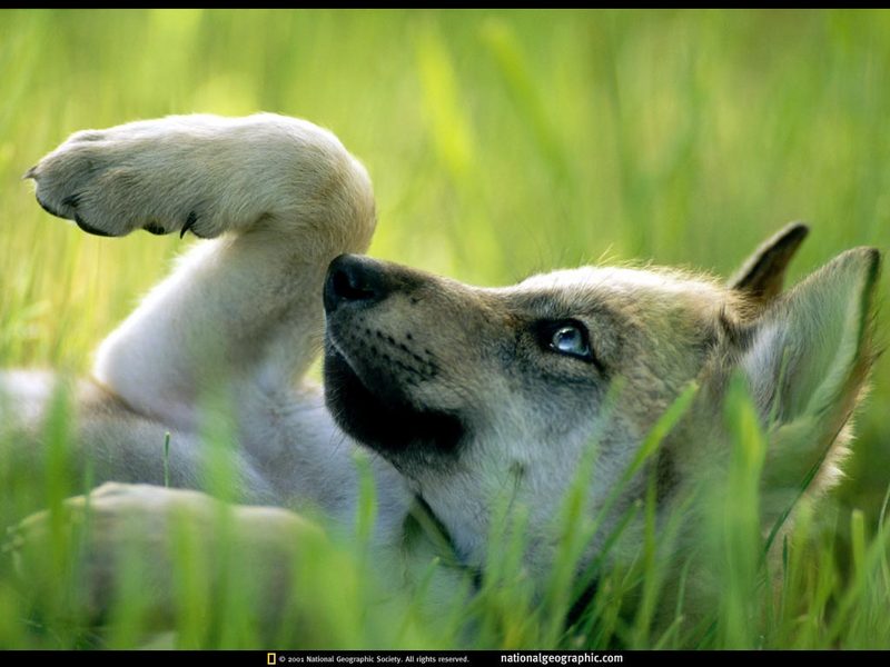 [National Geographic Wallpaper] Mexican Wolf cub (멕시코늑대 새끼); DISPLAY FULL IMAGE.