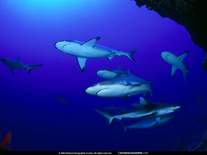 [National Geographic Wallpaper] Gray Reef Shark (회색암초상어); DISPLAY FULL IMAGE.