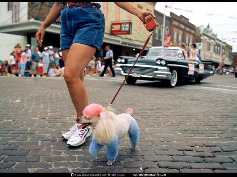 [National Geographic Wallpaper] Poodle (푸들); DISPLAY FULL IMAGE.