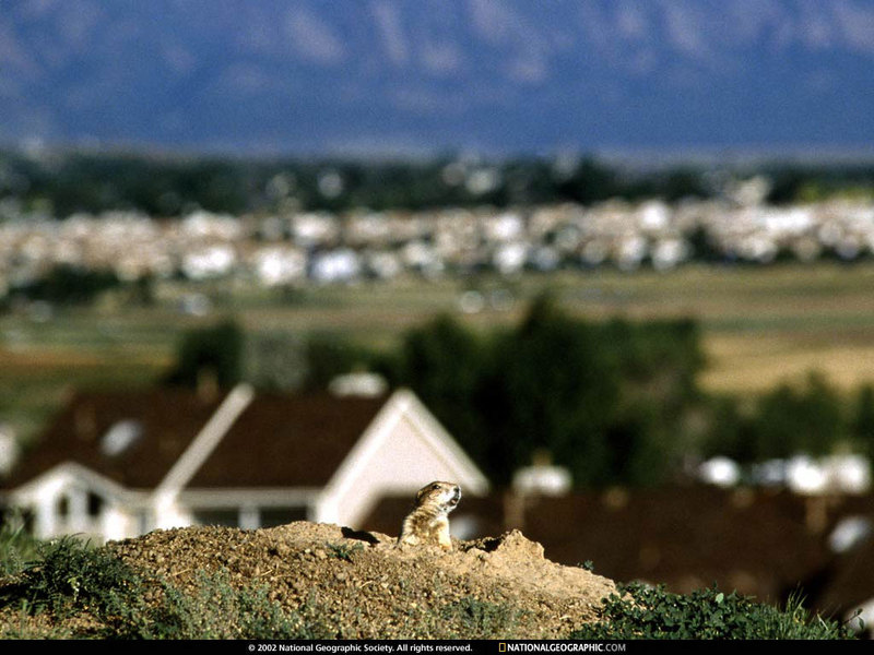 [National Geographic Wallpaper] Black-tailed Prairie Dog (검은꼬리개쥐); DISPLAY FULL IMAGE.