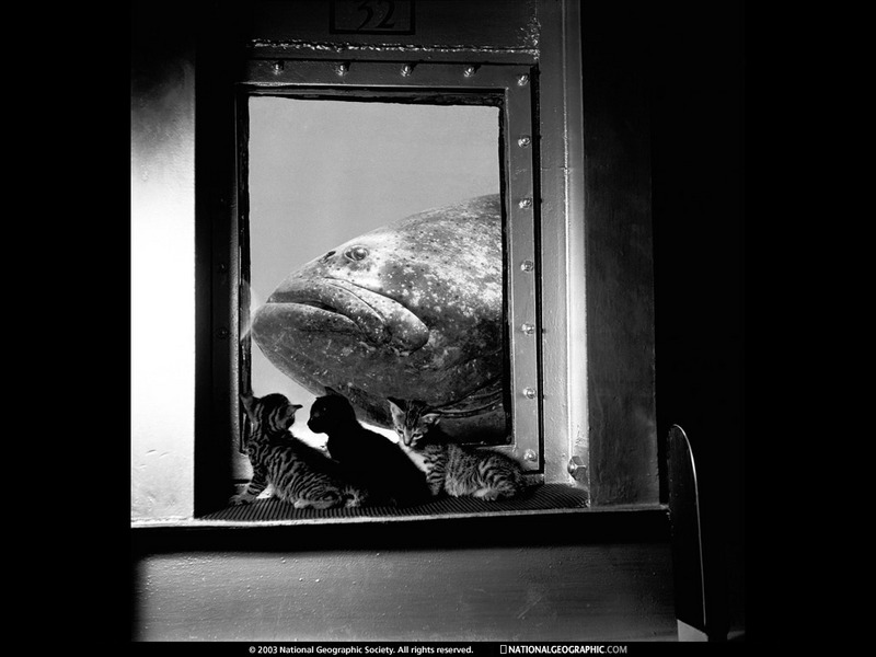 [National Geographic Wallpaper] Giant Grouper & Kittens (새끼고양이와 바리); DISPLAY FULL IMAGE.