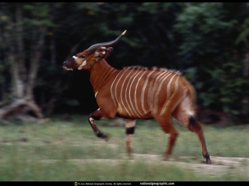 [National Geographic Wallpaper] Bongo (봉고영양); DISPLAY FULL IMAGE.