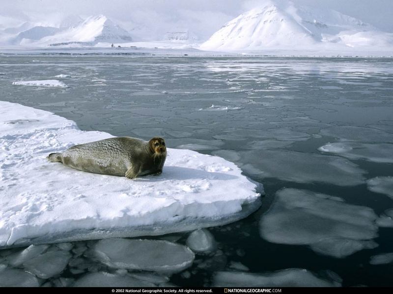 [National Geographic Wallpaper] Bearded Seal (콧수염물범); DISPLAY FULL IMAGE.