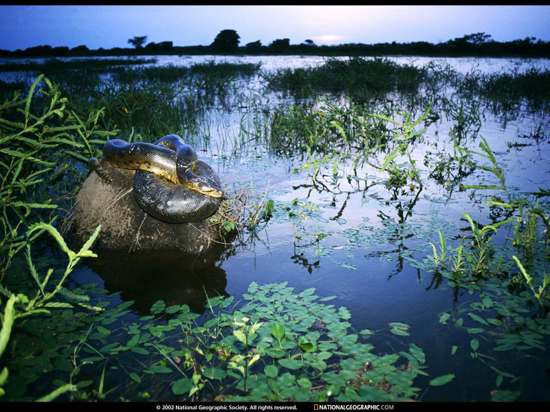 [National Geographic Wallpaper] Green Anaconda (오리노코 우기의 아나콘다); DISPLAY FULL IMAGE.