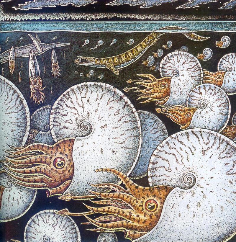 Ammonite (Ammonoidea) {!--암모나이트-->; DISPLAY FULL IMAGE.