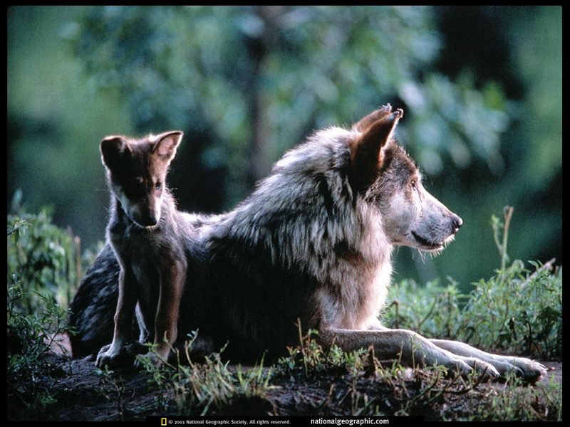 [National Geographic Wallpaper] Gray Wolf and cub (회색늑대); DISPLAY FULL IMAGE.