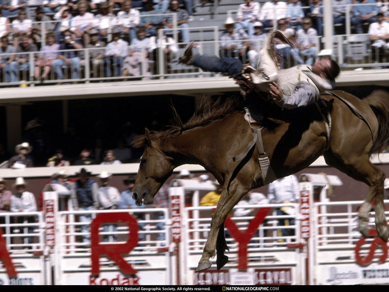 [National Geographic Wallpaper] Rodeo Horse (로데오); DISPLAY FULL IMAGE.