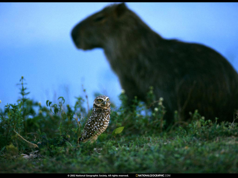 [National Geographic Wallpaper] Burrowing Owl (가시올빼미), Capybara (카피바라); DISPLAY FULL IMAGE.