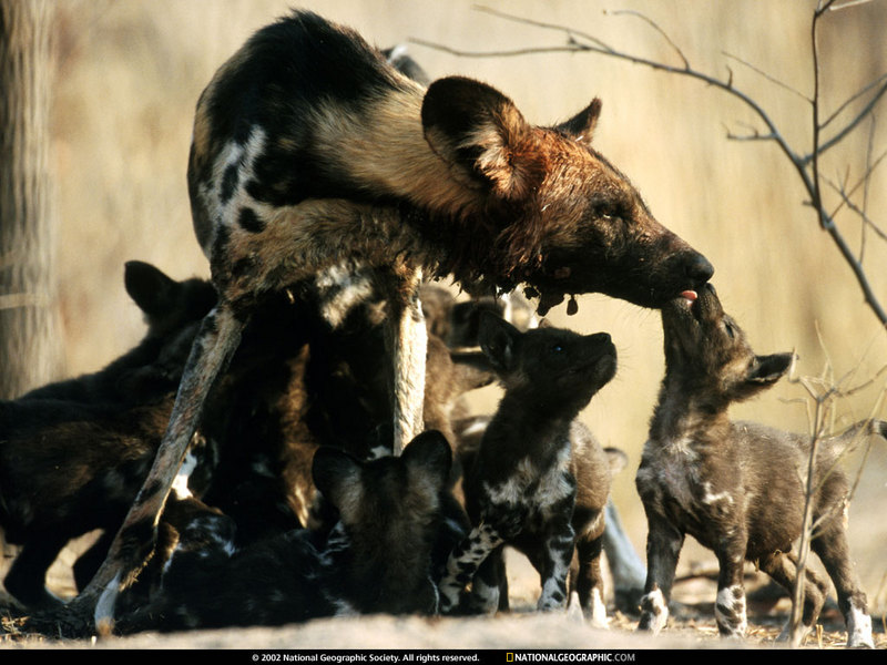 [National Geographic Wallpaper] African Wild Dog family (아프리카들개 가족); DISPLAY FULL IMAGE.