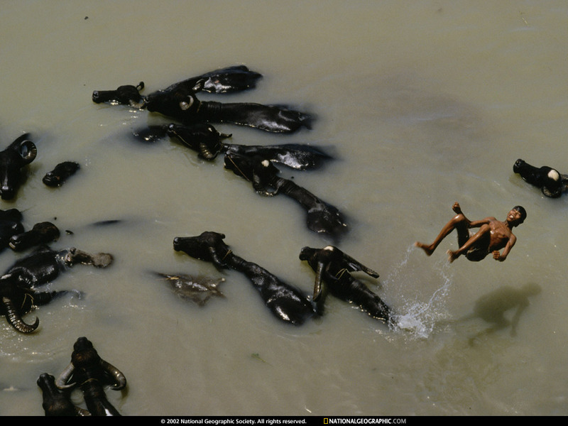 [National Geographic Wallpaper] Asian Water Buffalo (아시아물소); DISPLAY FULL IMAGE.