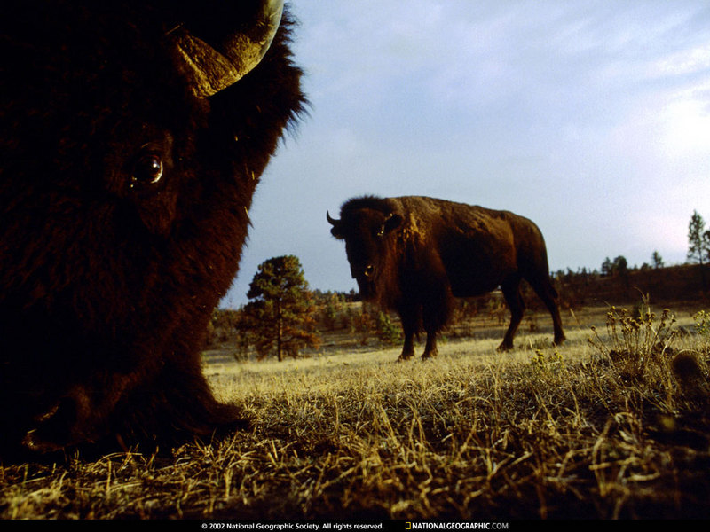 [National Geographic Wallpaper] American Bison (아메리카들소); DISPLAY FULL IMAGE.