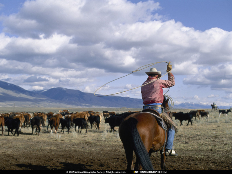 [National Geographic Wallpaper] Cattle (목장); DISPLAY FULL IMAGE.