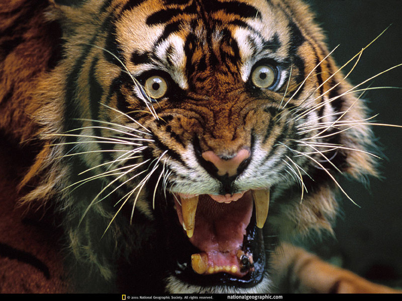 [National Geographic Wallpaper] Bengal Tiger (벵골호랑이); DISPLAY FULL IMAGE.